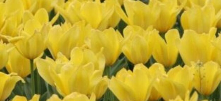 У Києві жінка з палицею влаштувала “помсту” тюльпанам: інцидент потрапив на відео