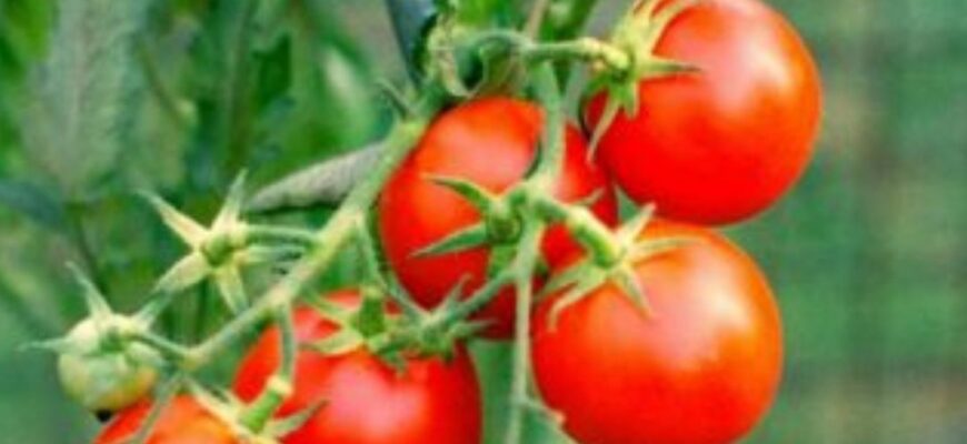 Так краще не робити: 8 помилок, які псують урожай помідорів