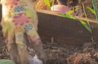 Копати, чи не копати город? Коли це просто необхідно, а коли краще зовсім не братися за лопату