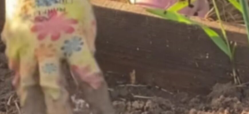 Копати, чи не копати город? Коли це просто необхідно, а коли краще зовсім не братися за лопату Копати, чи не копати город? Коли це просто необхідно, а коли краще зовсім не братися за лопату
