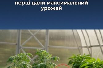 Які сидерати посіяти навесні у теплиці, щоб томати, огірки та перці дали максимальний урожай