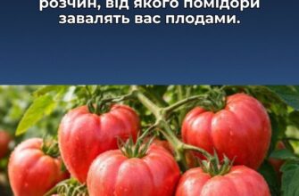 Розводжу 1 грам у гарячій воді – помідори ломляться від плодів: ні фітофтори, ні пустоцвітів