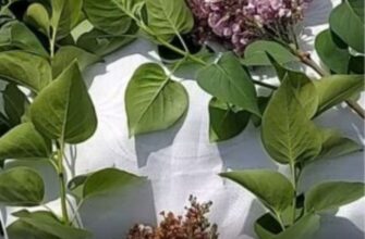 Чи потрібно ламати бузок, щоб він краще ріс: робила так усе життя, але досвідчений садівник зупинив