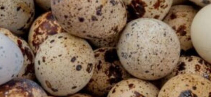 Дуже корисні та бюджетні: чому перепелині яйця набагато кращі за курячі – факти