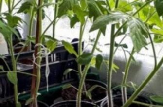 Витягнулась розсада помідорів: що зробити, щоб вона була товстою