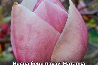 Буде стабільно холодно, – синоптикиня Наталка Діденко 