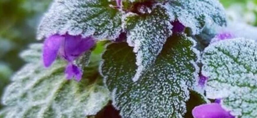 Дo Укpaїнu пoвepтaєтьcя зuмa: cuнoптuкu пoпepeдuлu пpo cнiг