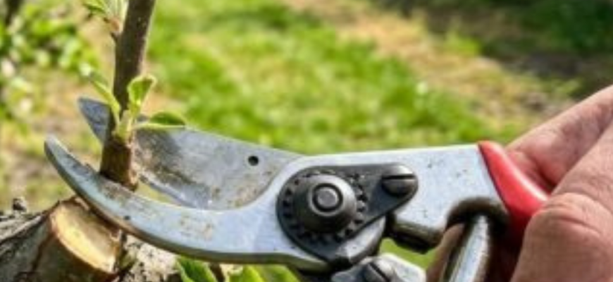 Садівник із 40-річним стажем розповів, що робити, якщо забули обрізати дерева навесні: 2 дії для врожаю