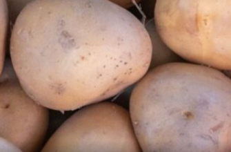 Жінка забула про картоплю на пів року — те, що вона знайшла, налякало Мережу
