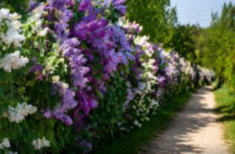 Замість паркану – квітуча стіна: 1 рослина для оазису краси у вас на дачі – в 1000 разів красивіше