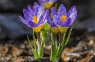 Народні прикмети на 21 квітня. Чому українці спрадавна на Проклов день неодмінно прибрали у своїй домівці