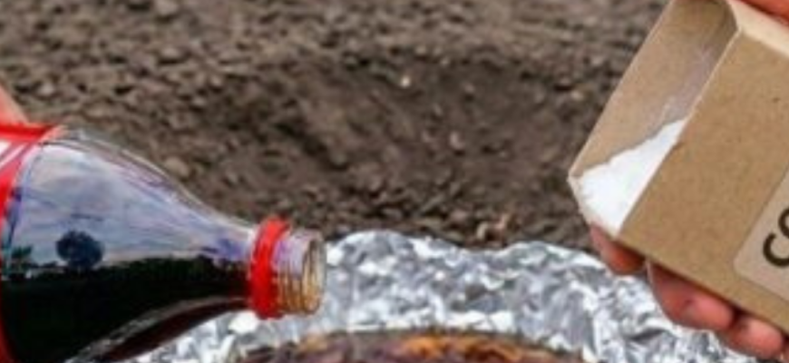Дайте мені пляшку коли та пачку соди – і я врятую сад за 10 гривень: мурахи “пакують валізи”