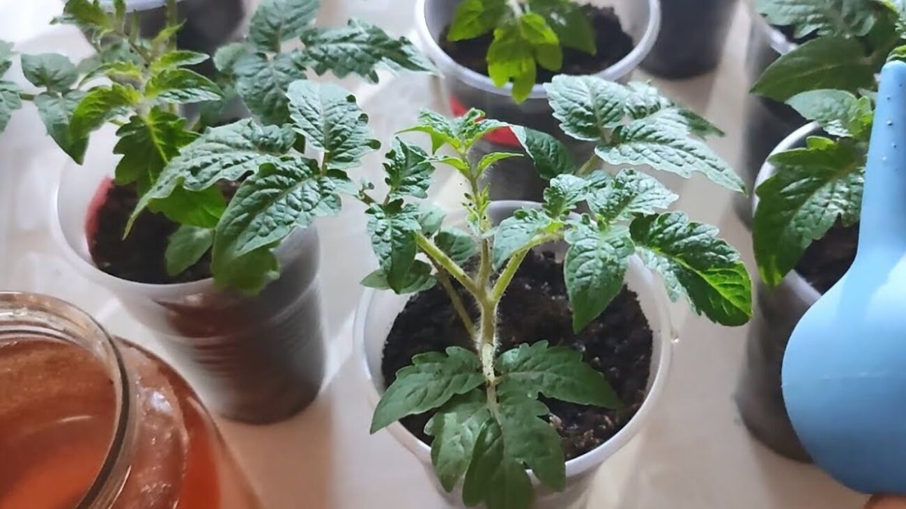 Агрономи розповіли, що потрібно зробити з розсадою вже зараз. Фото: Youtube канал Дім та присадибна ділянка