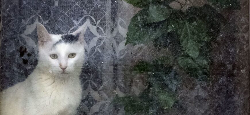 На Україну суне сильне похолодання і заморозки: де та коли опуститься температура На Україну суне сильне похолодання і заморозки: де та коли опуститься температура