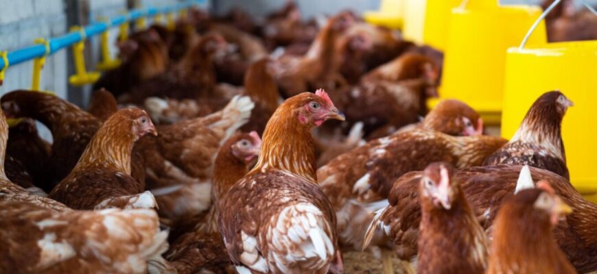 Курячі яйця збільшаться на 20%: як “задобрити” курей-несучок – поради фермерів