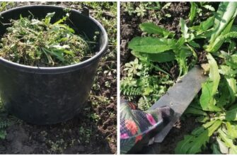 Бур’янів уже повний двір, а я радію! І ось чому: нарізаю 1 відро трави, і маю добриво для всієї городини