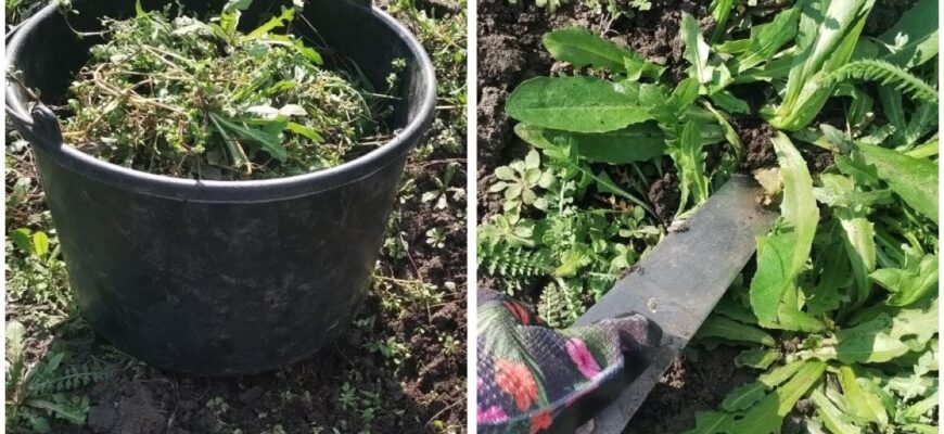 Бур’янів уже повний двір, а я радію! І ось чому: нарізаю 1 відро трави, і маю добриво для всієї городини Бур’янів уже повний двір, а я радію! І ось чому: нарізаю 1 відро трави, і маю добриво для всієї городини