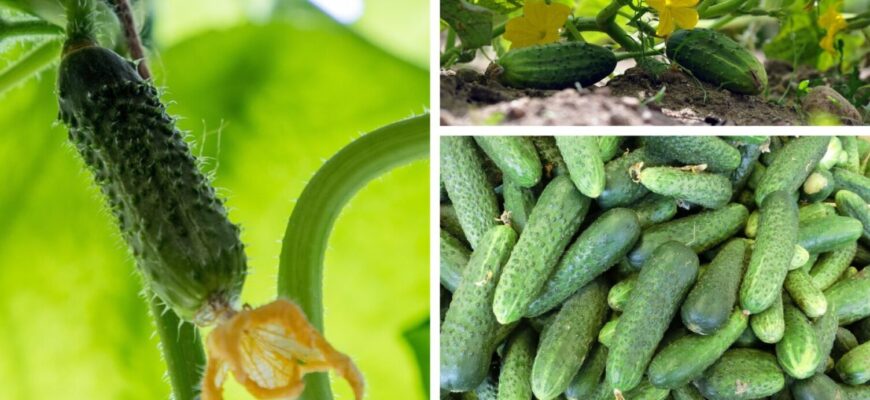 Збираю по 100 огірків з куща: 1 секретна підживка, і грядки ломляться від урожаю Збираю по 100 огірків з куща: 1 секретна підживка, і грядки ломляться від урожаю