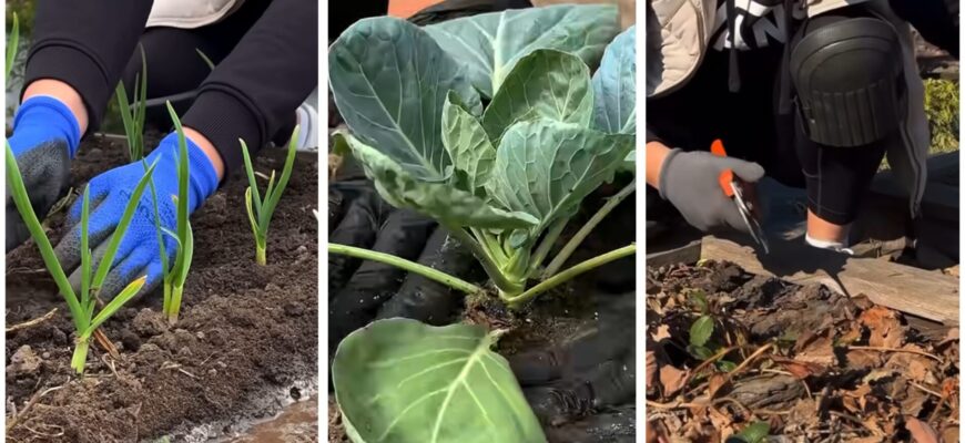 Городні роботи у Вербну неділю — можна чи не можна: які є заборони, прикмети і традиції. 5 цікавих фактів Городні роботи у Вербну неділю — можна чи не можна: які є заборони, прикмети і традиції. 5 цікавих фактів