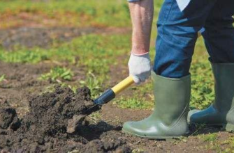 Що треба посадити на городі до Паски, а що — краще після