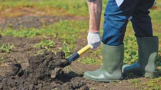 Що посадити у Чистий четвер: список культур для щедрого врожаю Що посадити у Чистий четвер: список культур для щедрого врожаю