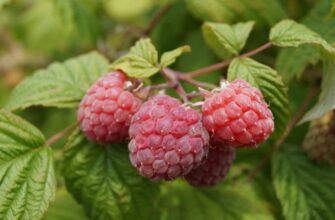 Просто посипте це під кущ: малина дасть вдвічі більше ягід вже цього року