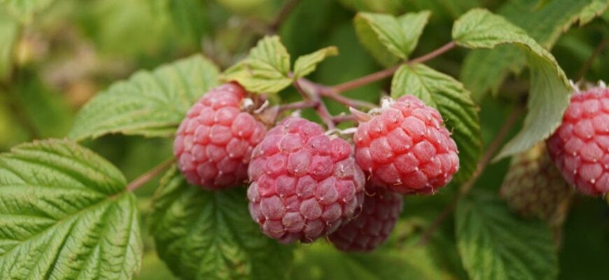 Просто посипте це під кущ: малина дасть вдвічі більше ягід вже цього року Просто посипте це під кущ: малина дасть вдвічі більше ягід вже цього року