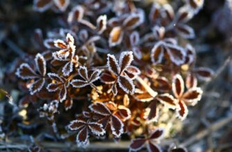 Примхи природи: Львів оновив мінусовий температурний рекорд за останні 40 років