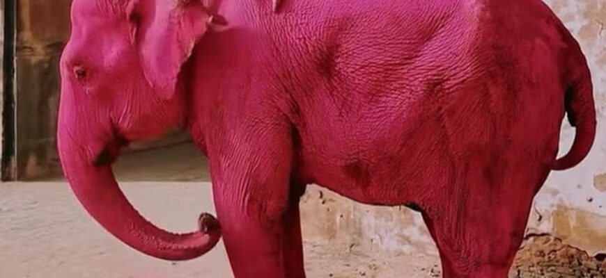 Росіянку звинувачують у вбивстві слона заради фотосесії: тварину пофарбували у рожевий колір (фото) Росіянку звинувачують у вбивстві слона заради фотосесії: тварину пофарбували у рожевий колір (фото)