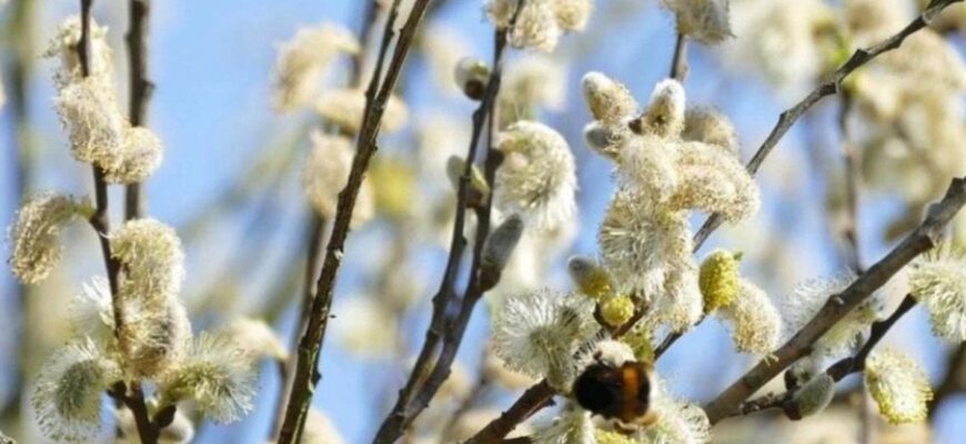 Що не можна робити в Лазареву суботу: народні традиції та вірування Що не можна робити в Лазареву суботу: народні традиції та вірування