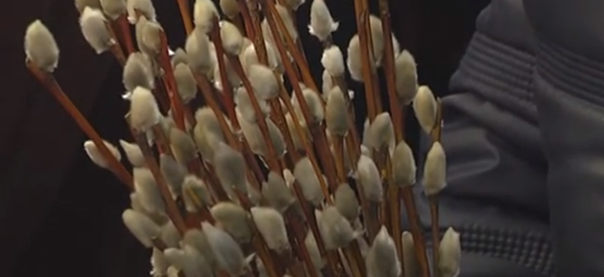 Щоб не накликати лиха: священик пояснив, куди подіти гілочки верби після свята Щоб не накликати лиха: священик пояснив, куди подіти гілочки верби після свята