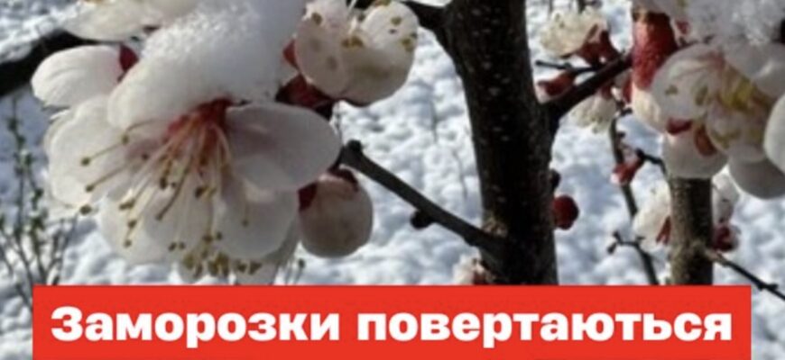 Заморозки повертаються! Синоптики попередили про небезпечні дати i області