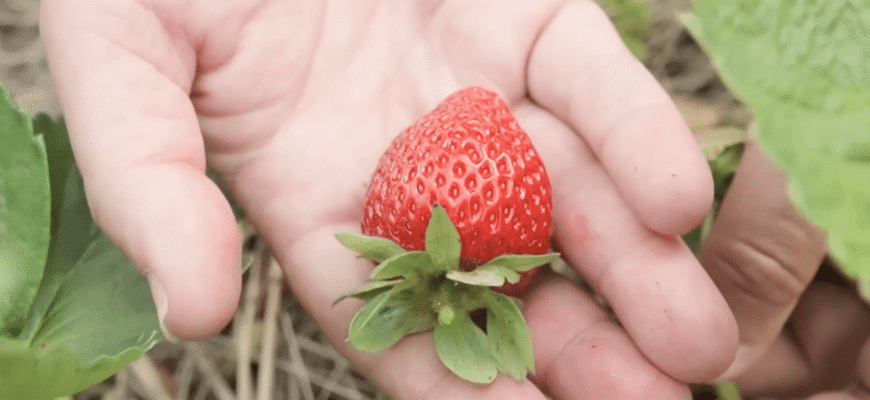 20-20-20 на відро води – полуниця дивує пишністю і ягодами ціле літо: солодка смакота 20-20-20 на відро води – полуниця дивує пишністю і ягодами ціле літо: солодка смакота