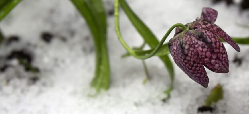Синоптики попереджають про сильні заморозки: де та коли опуститься температура