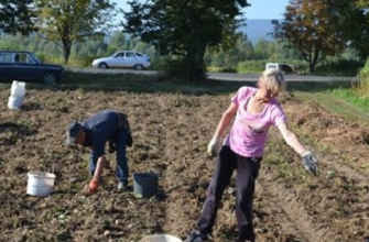 ❗️Увага! Всім, хто має город або пай: вже від сьогодні — влада попередила✔