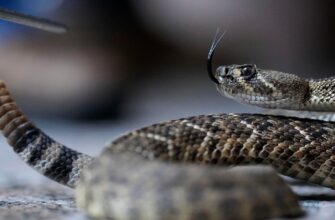 В Україні масово прокидаються змії: як не натрапити на отруйних