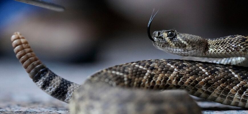 В Україні масово прокидаються змії: як не натрапити на отруйних В Україні масово прокидаються змії: як не натрапити на отруйних