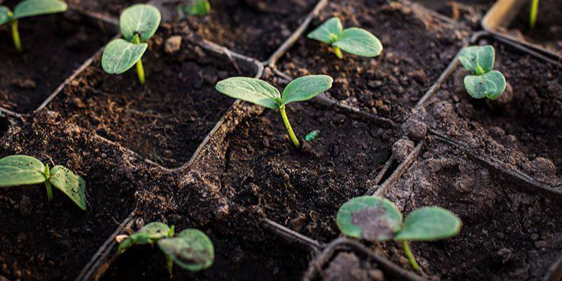 Не поспішайте з огірками: золоте правило великого врожаю