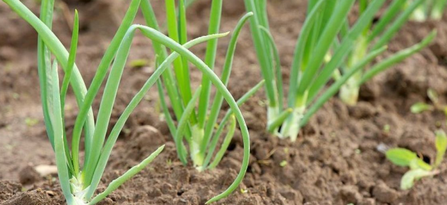 Чим підживити озиму цибулю навесні: обов’язково треба зробити у квітні Чим підживити озиму цибулю навесні: обов’язково треба зробити у квітні