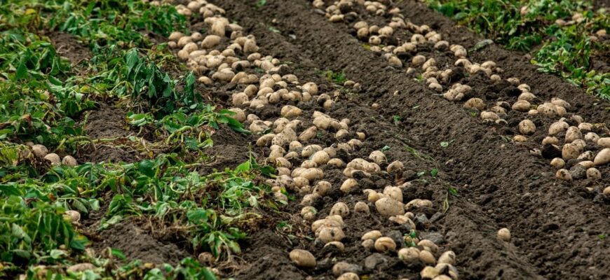 Які сорти картоплі не варто садити на своєму городі: бульби ростуть дрібними та несмачними Які сорти картоплі не варто садити на своєму городі: бульби ростуть дрібними та несмачними