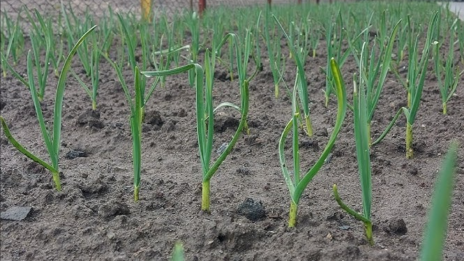 Часник підніметься на очах: яка точна формула весняного підживлення Часник підніметься на очах: яка точна формула весняного підживлення