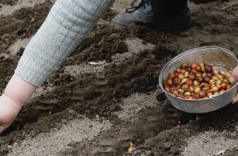 Не садіть цибулю-сіянку, поки не дізнаєтесь про 1 трюк з сіткою: я спробувала і ділюсь бабусиним лайфхаком