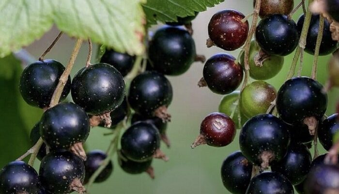 Як правильно садити смородину навесні: головні правила Як правильно садити смородину навесні: головні правила