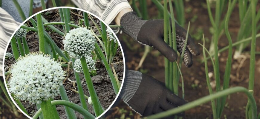 Чим обробити цибулю, щоб не пішла в стрілки: надійний засіб Чим обробити цибулю, щоб не пішла в стрілки: надійний засіб