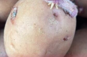 Переживе посуху, дощі, і навіть жуків: 3 сорти супер ранньої картоплі – хіт у 2026-му