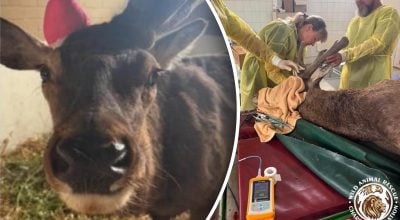 Олень Борис був за крок від загибелі: що насправді сталося під час термінової операції
