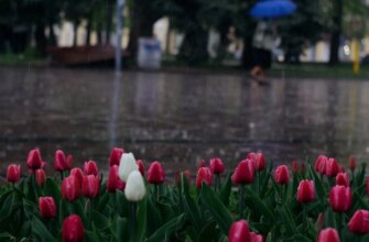 Україну вихідними розділить погода: де вдарять грози з градом, а де буде сонце