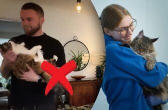 Чому не можна брати кота на руки: експерти назвали головну помилку власників