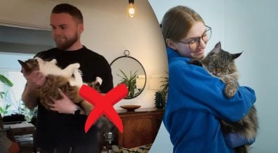 Чому не можна брати кота на руки: експерти назвали головну помилку власників