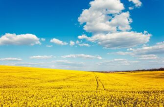 Земля і будинок у шлюбі: кому насправді належить майно після приватизації